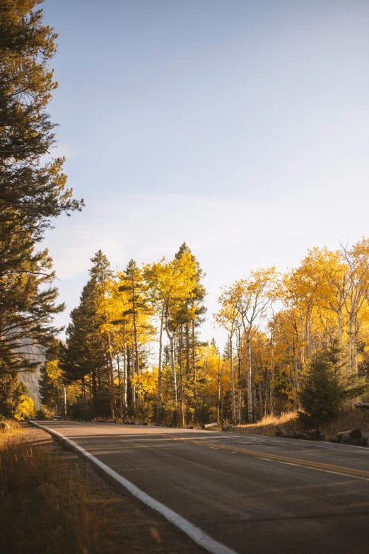 a single vehicle driving along a quiet road through the forest