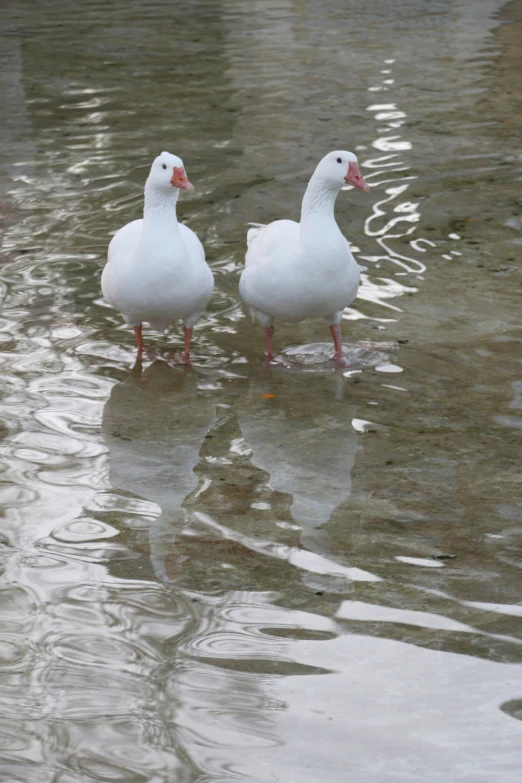 there are two white ducks walking in the water