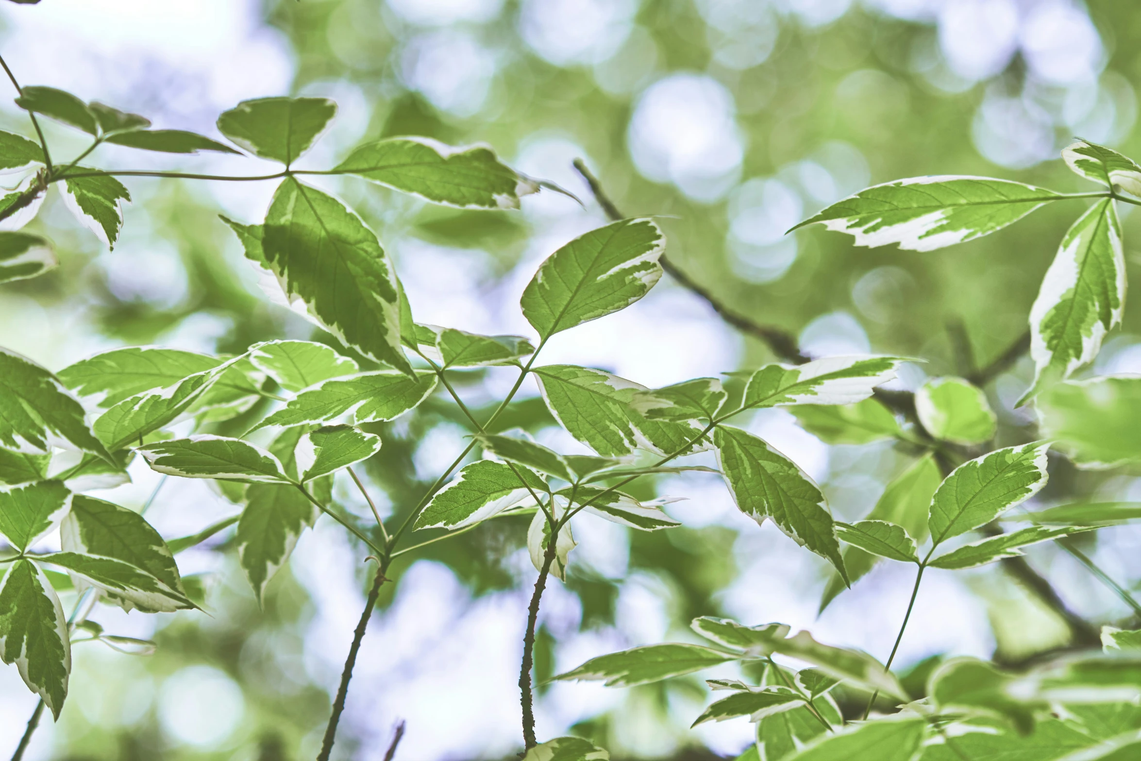 bright green leafy leaves on an unripe nch