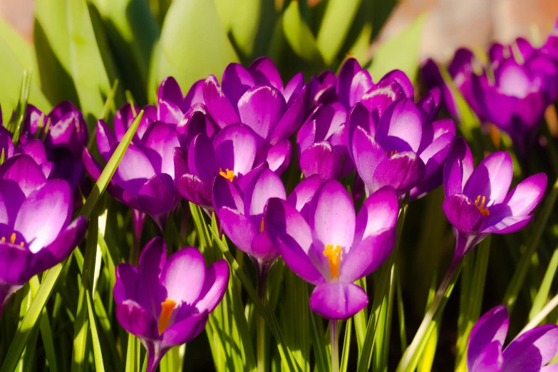 the beautiful purple flowers are blooming in the green grass