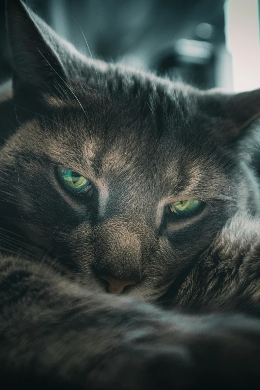 cat sitting on top of a couch with its head resting on the arm