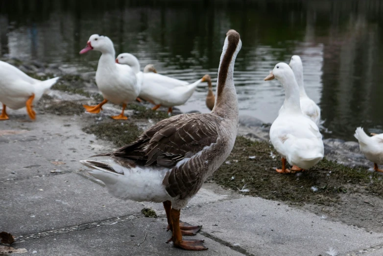 ducks stand on the bank and look into the water