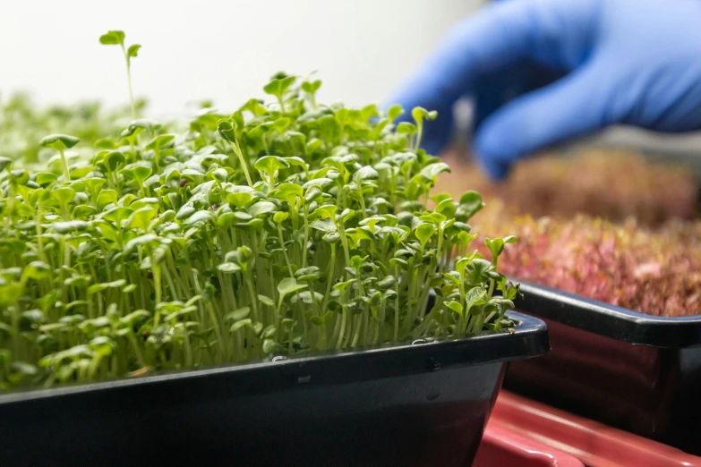 a green sprout with leaves is displayed in a container