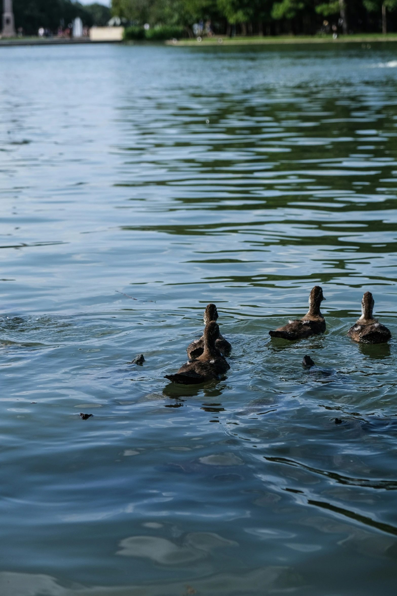 three ducks floating in a large body of water