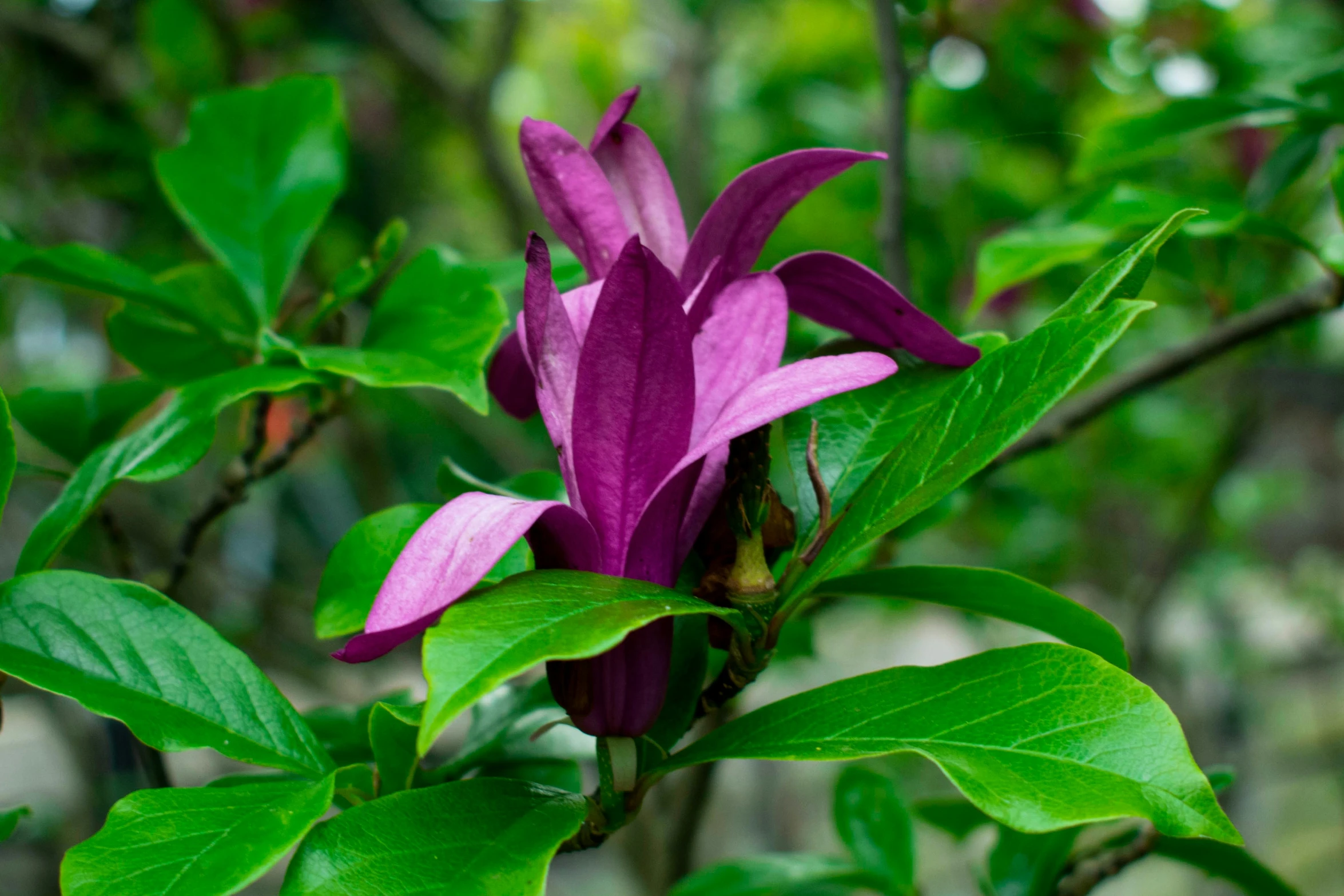 a purple flower that is on a bush