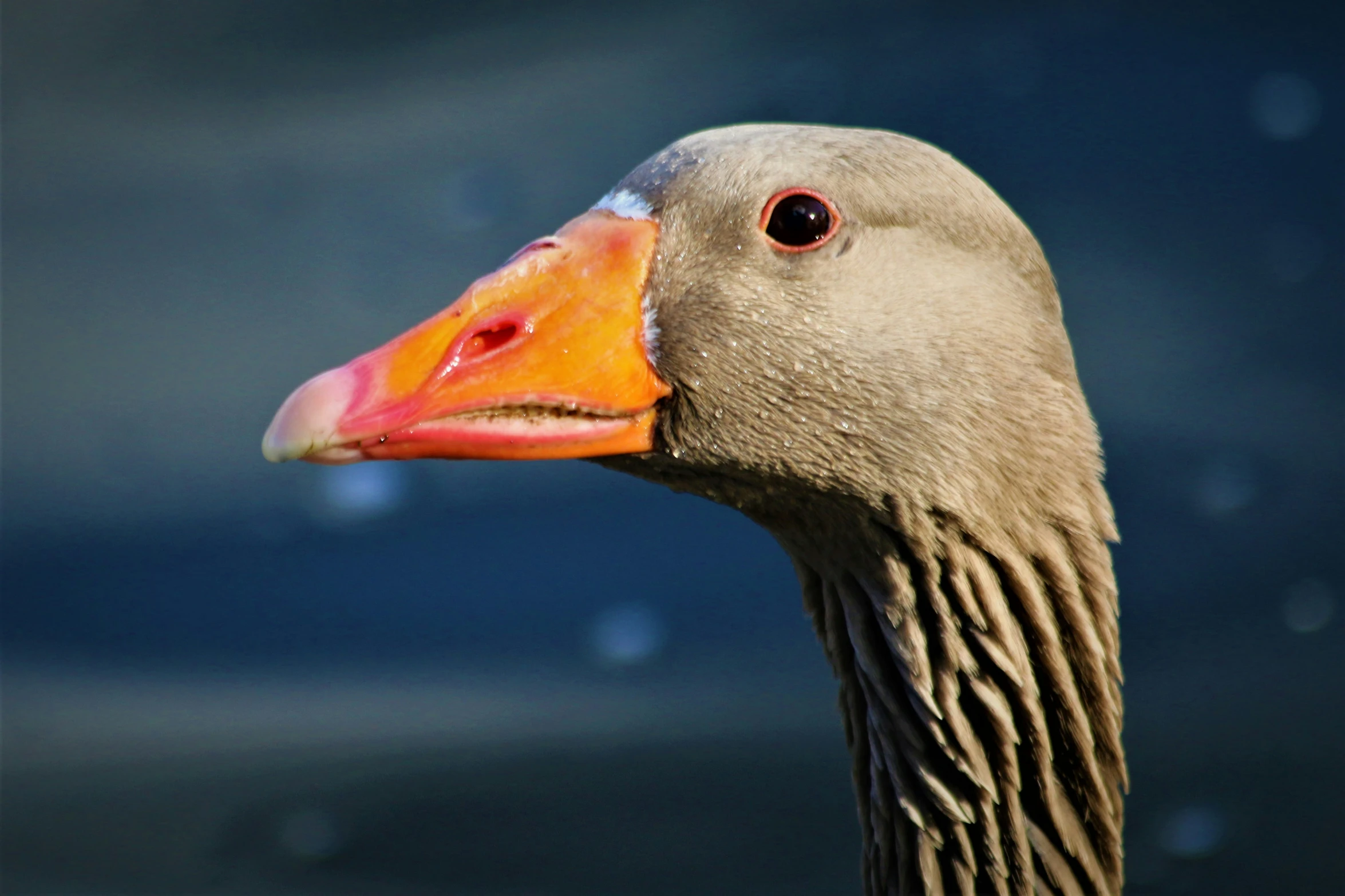 a duck with orange and red beak standing by water