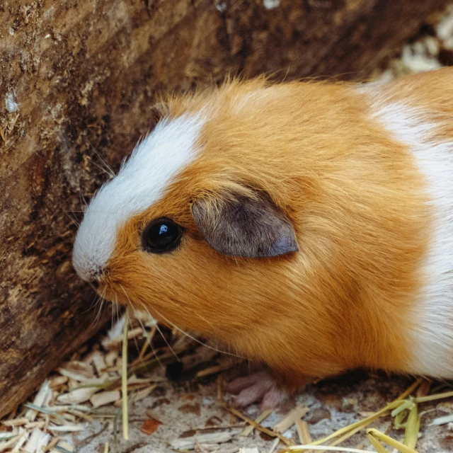 a small brown and white hamster sitting near a wall