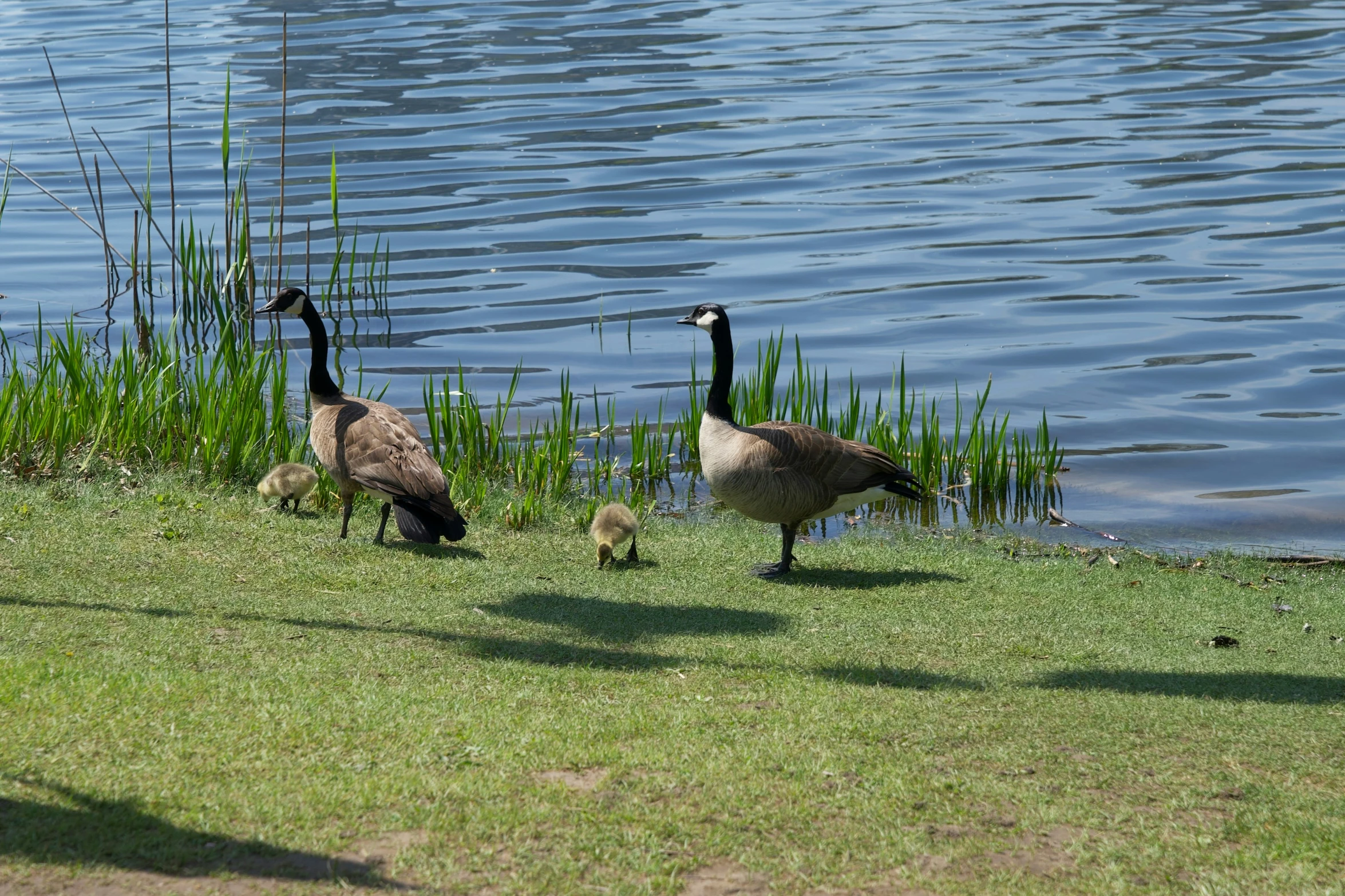 geese are walking through the grass beside the water