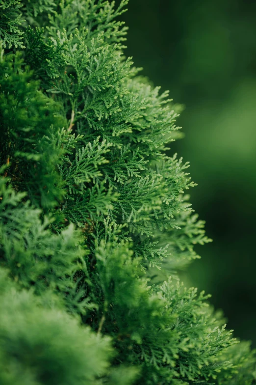 a close - up of an evergreen needle plant