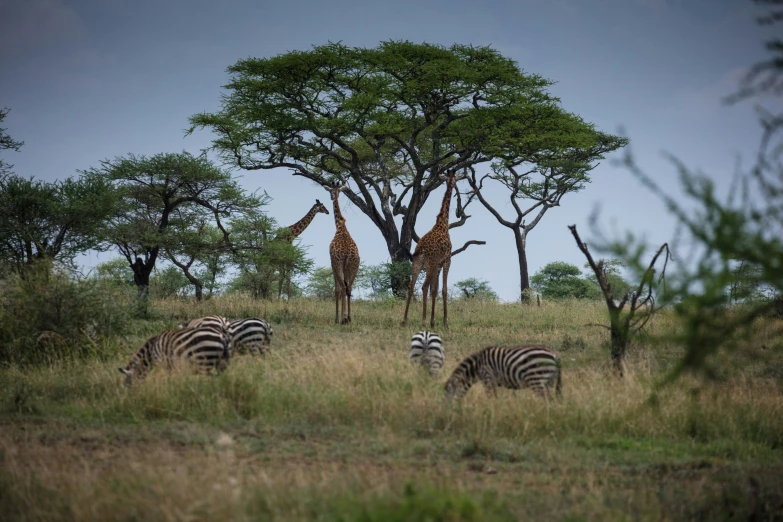 two giraffes and a group of zes standing around on a hill