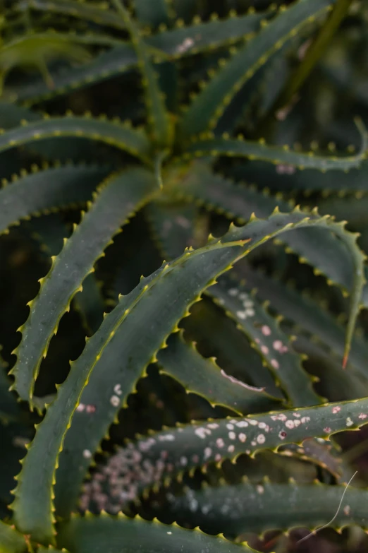 a plant with little brown dots on it