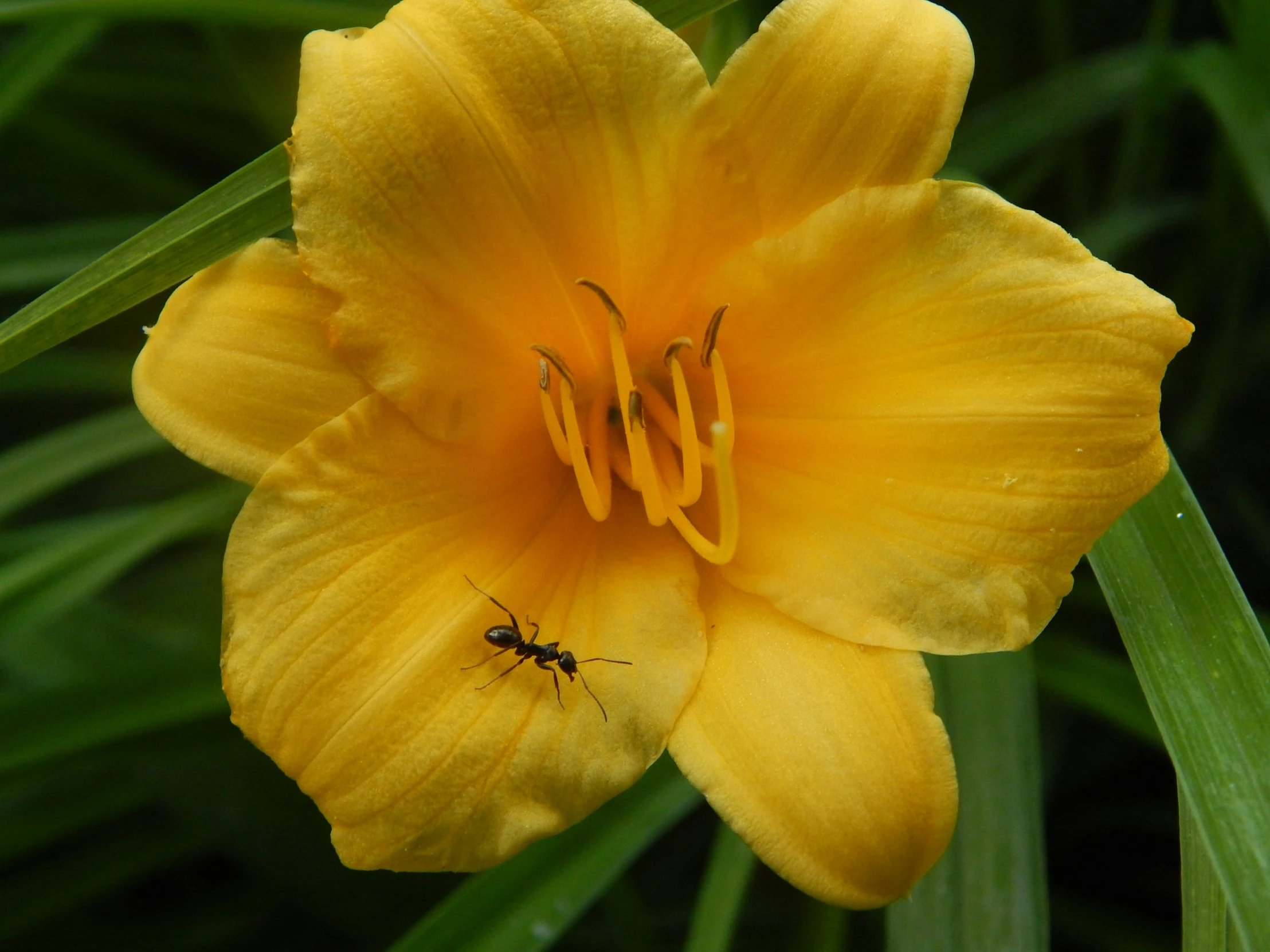 a bug is on the flower of a yellow tulip