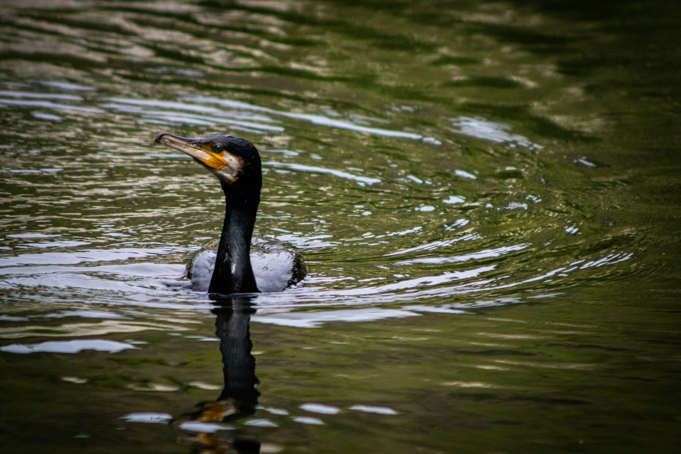 a goose is swimming on the water while the duck is out