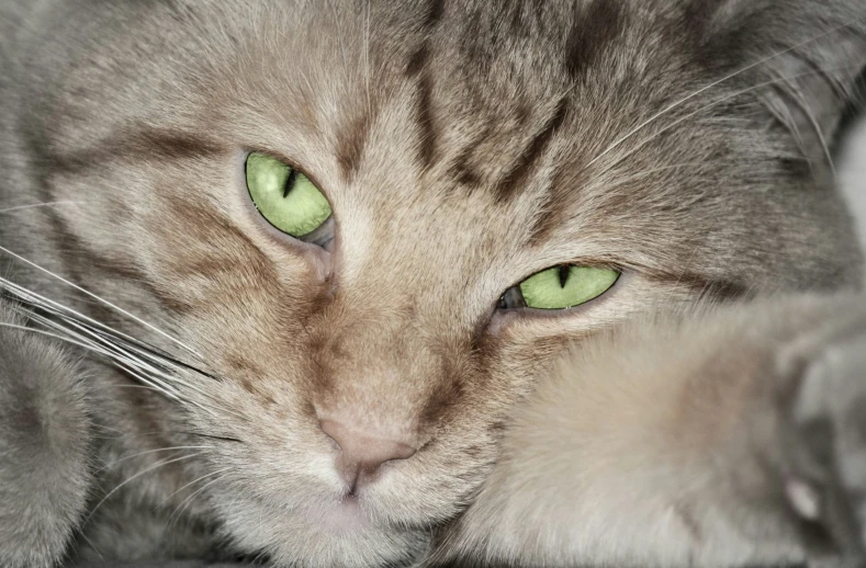 close up view of a cats face, green eyes