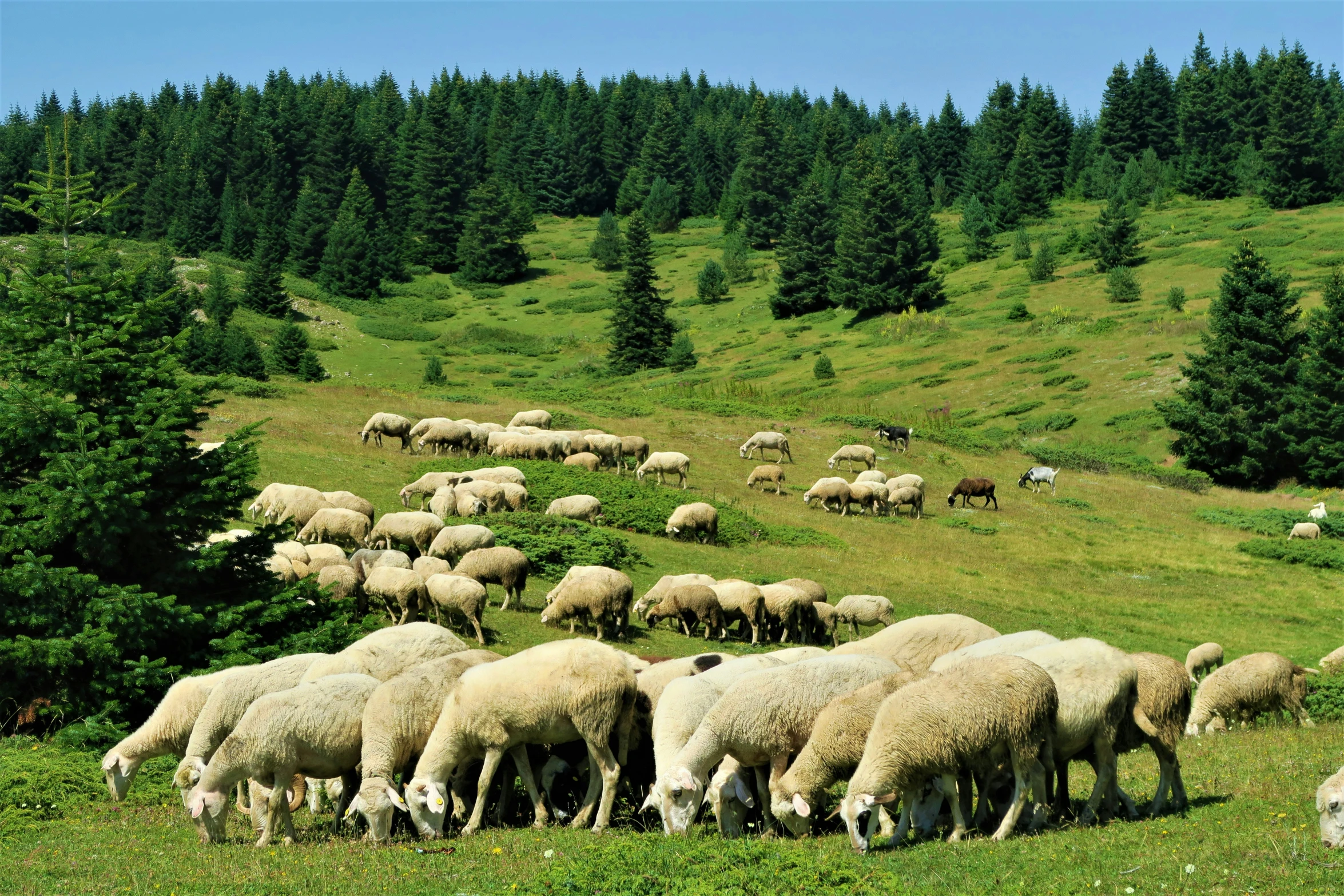 herd of sheep in the grass grazing on a hillside