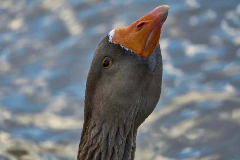 the bird's orange beak is pointed at its surroundings