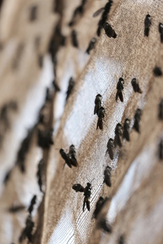 a group of bats on a curtain in the shadows