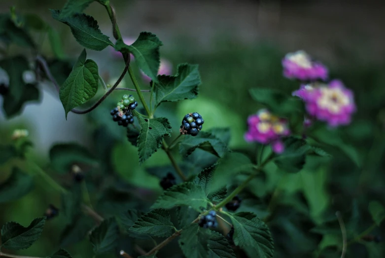 wild berries are hanging on the green plants