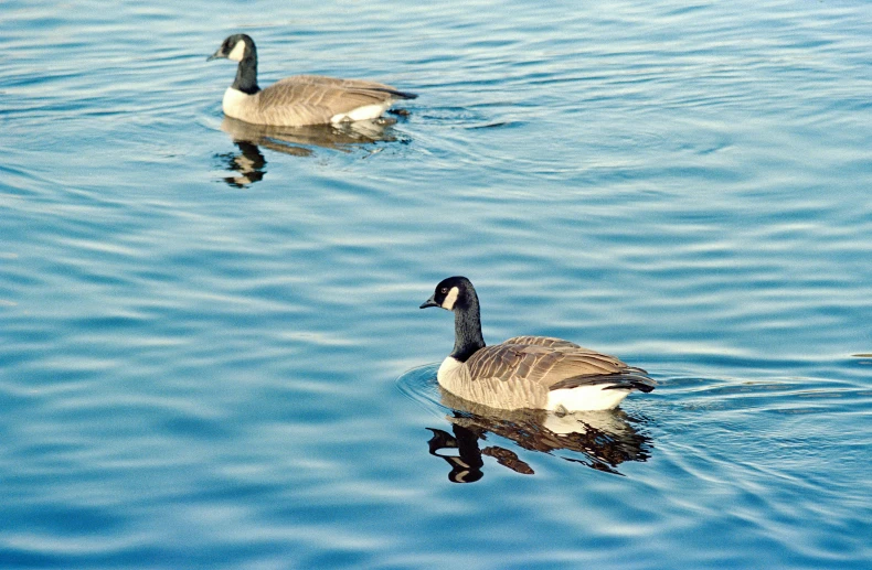 two ducks swimming side by side in the water