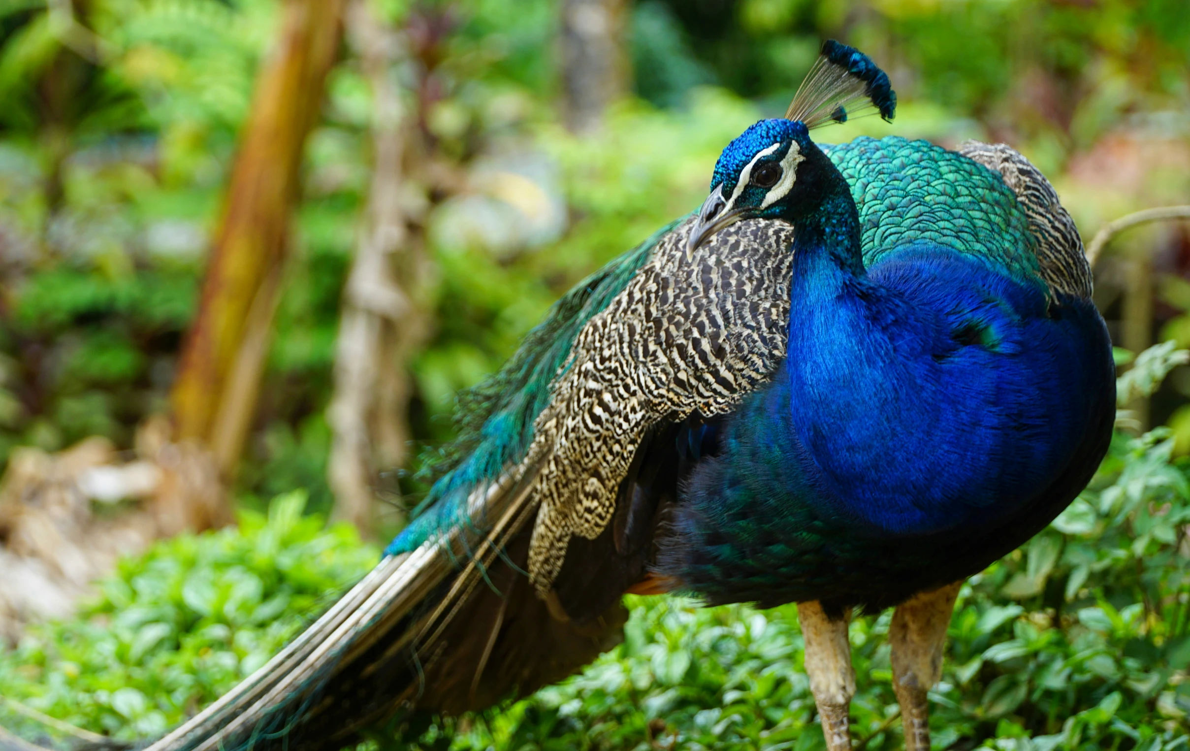 a close up of a peacock with long feathers