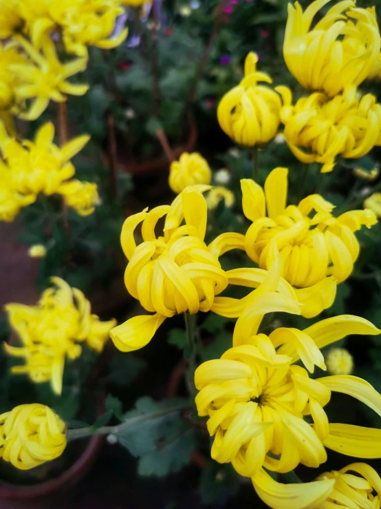 several yellow flowers near some bushes and other flowers