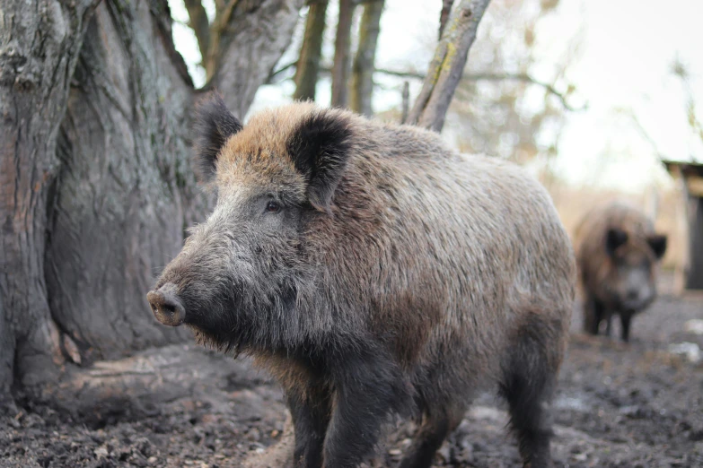 some hairy wild boars are standing near a tree