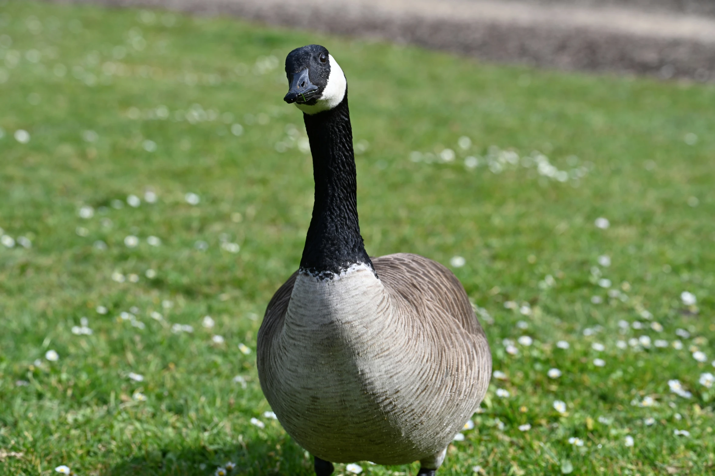 a close up of a duck on some grass