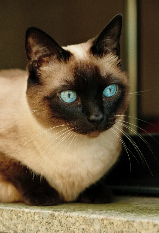 an image of a siamese cat that is outside