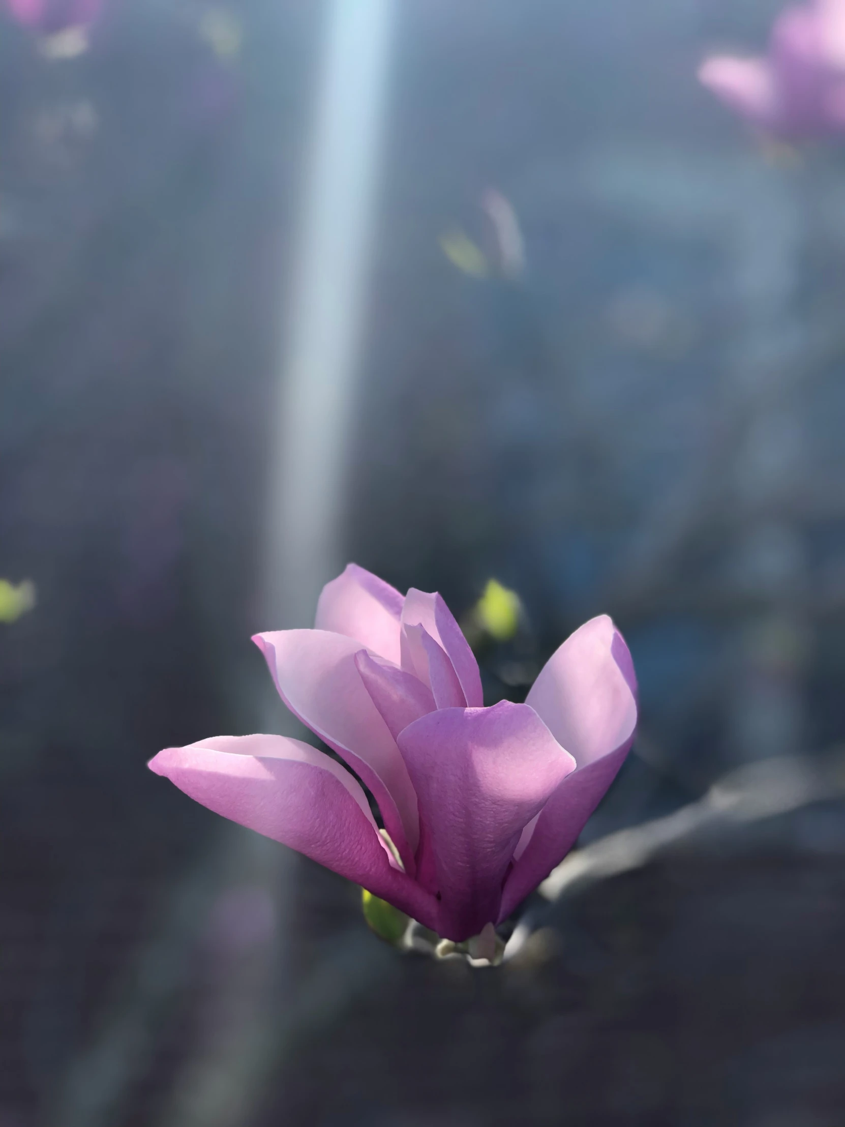 a purple flower with green stems coming out of it