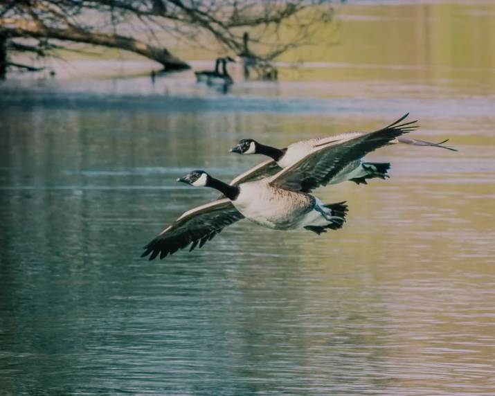 ducks fly low to the waters surface as they look toward shore