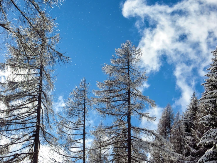 a snow covered forest with snow on the ground and a group of tall pine trees