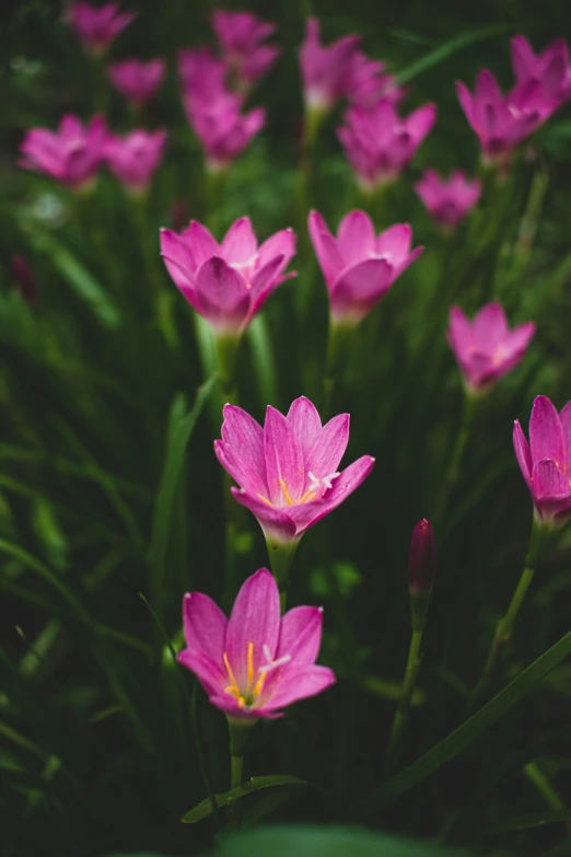 a close up of pink flowers with leaves