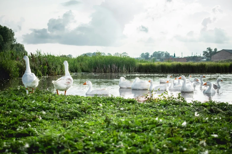 a flock of swans stand on the edge of a pond