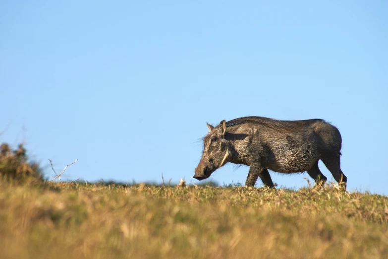 a wild boar is walking on the top of a hill