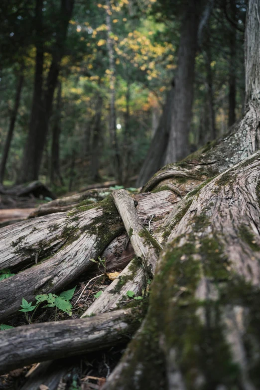 this is an image of a tree with roots and grass