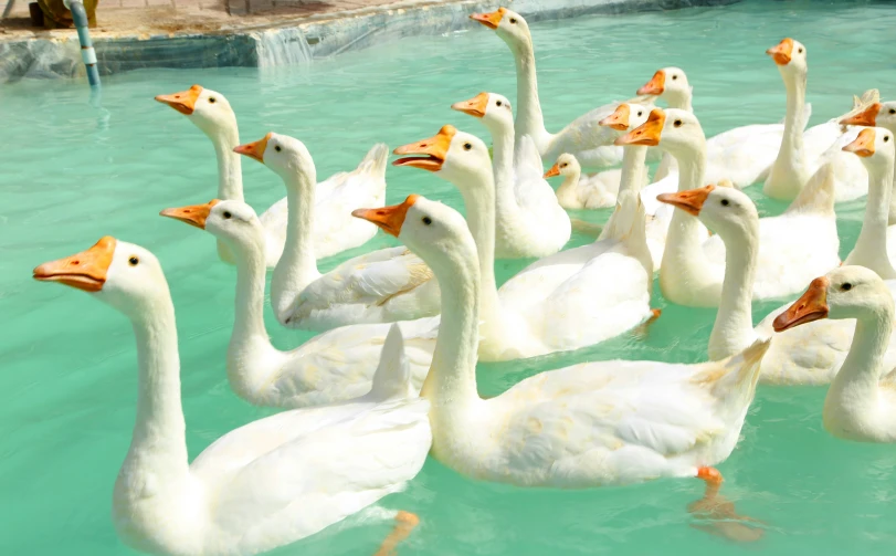 many white ducks floating in a large pool