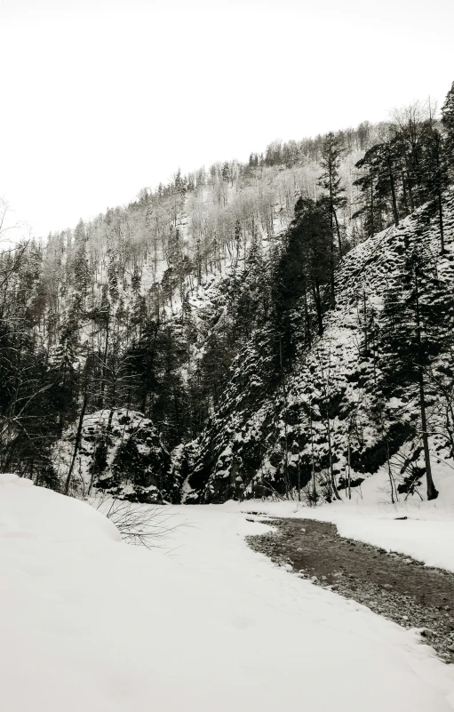 a snowy mountain side with trees in the foreground and a snow bank across from it