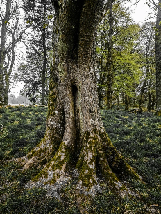 the tree's roots were all bent upward to reveal a face