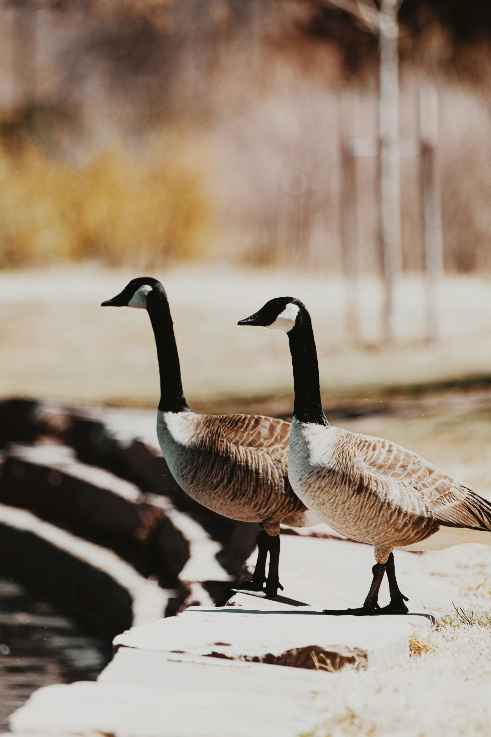 two geese standing on the ledge in front of a pond