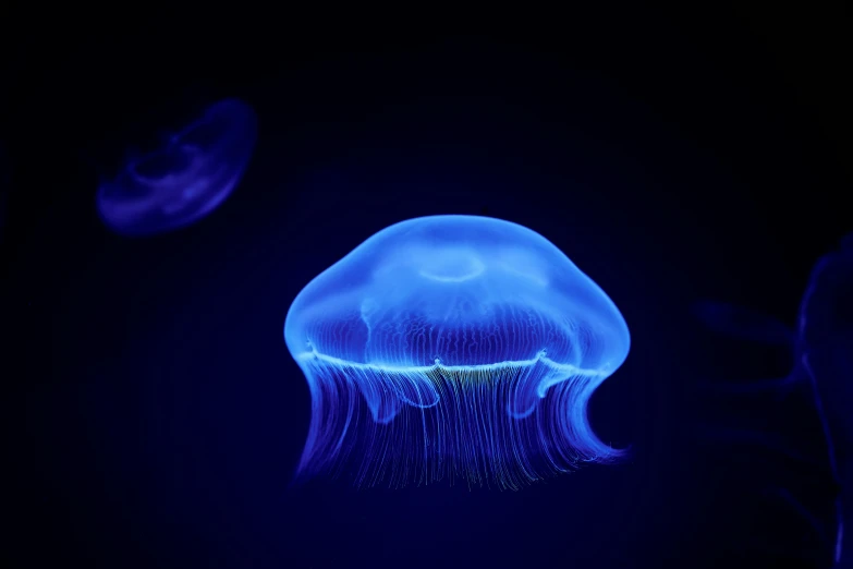 a group of jellyfish that are floating in the water