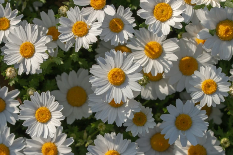 many daisies of white and orange color in the sun