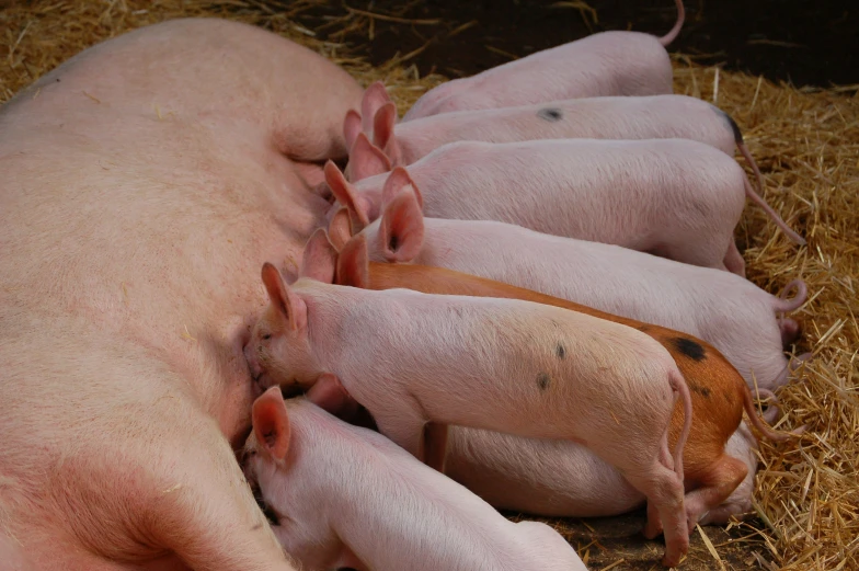 pigs sleeping in hay together in a pile