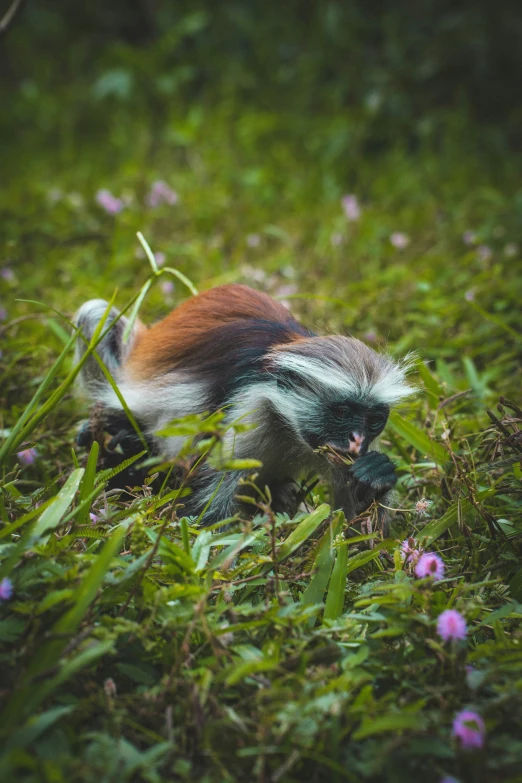 a colorful animal standing in the grass near pink flowers