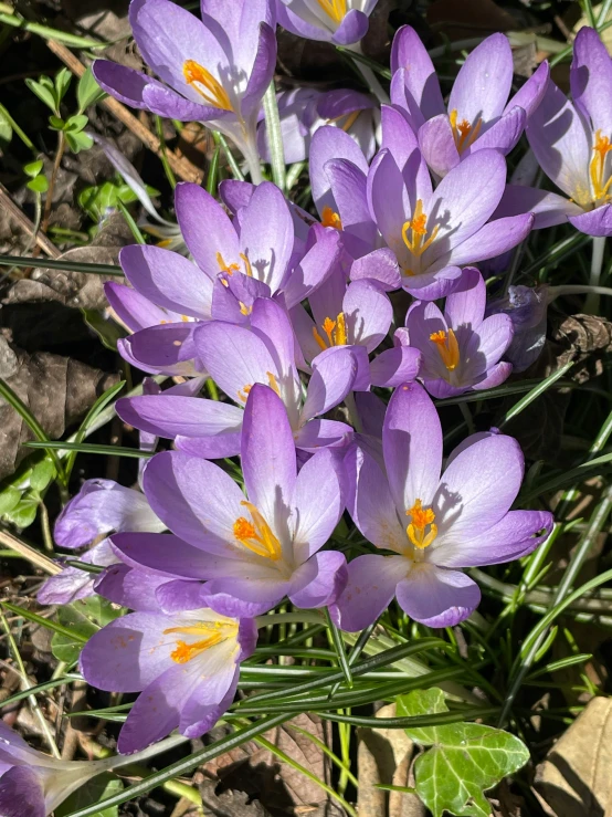 small purple flowers growing out of the ground