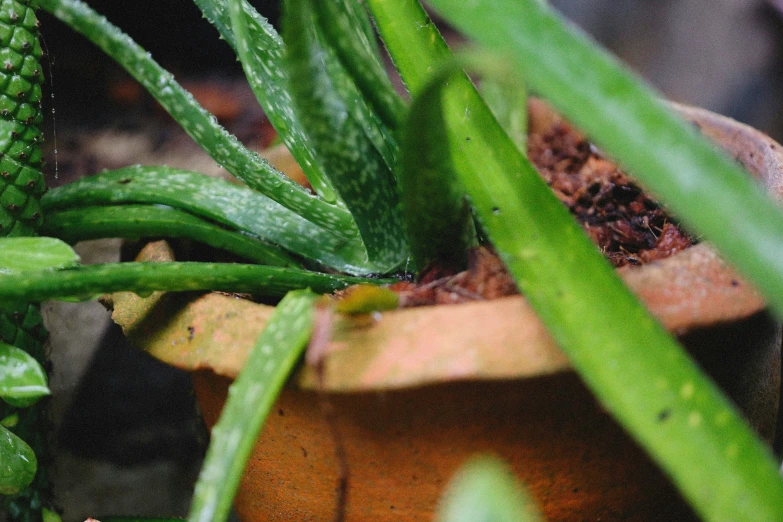 closeup of several plants and a potted plant