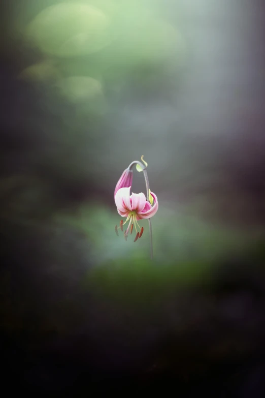 the pink flower on the stem of the plant is still open