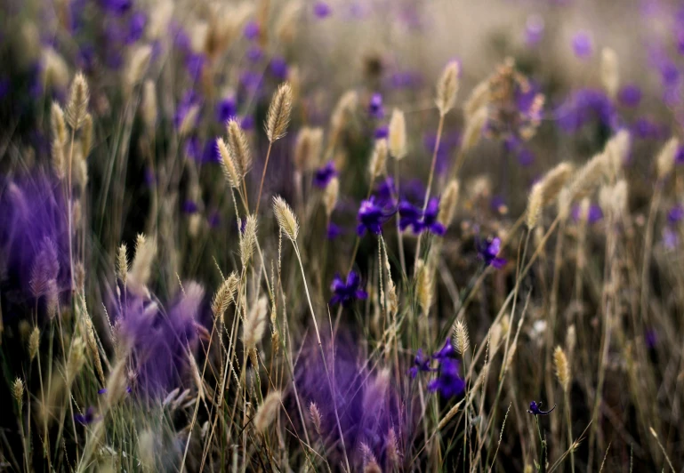 some wildflowers are growing in the grass