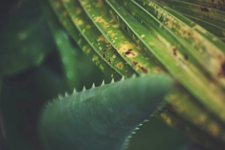 there is a close up s of leaves on a plant