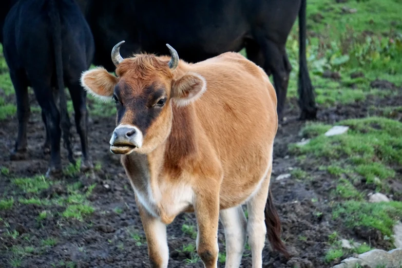 there is a calf walking by the cows