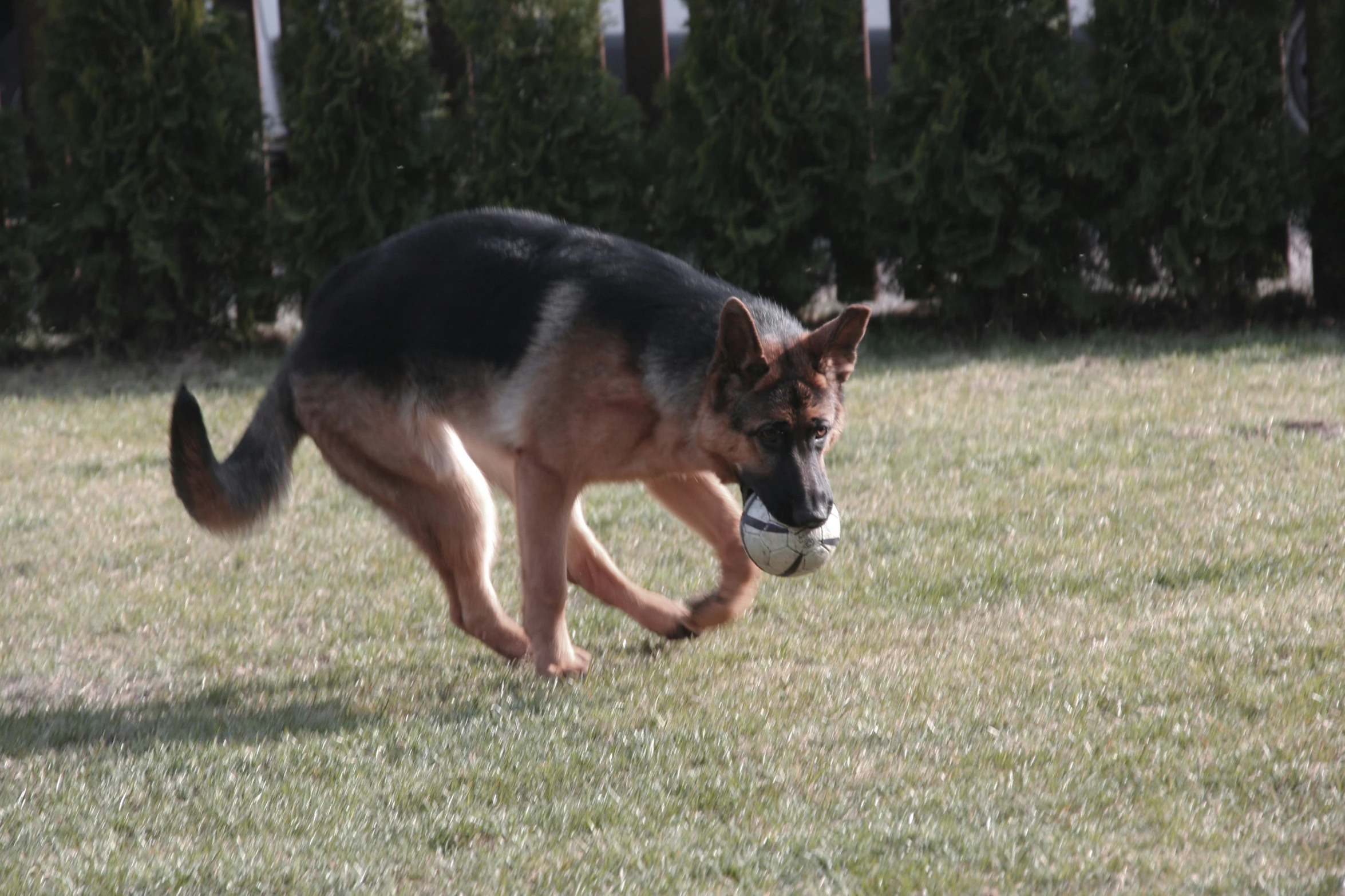 a black, brown and white dog carrying a frisbee